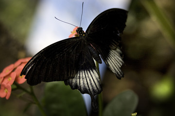 Scarlet Swallowtail Butterfly