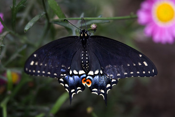 Spicebush Swallowtail