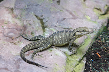 Naklejka premium Echse