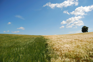 Fototapeta premium Summer Field