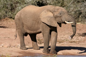 African Elephant Drinking