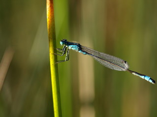 Damselfly
