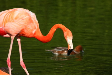 flamingo