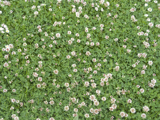 Obraz na płótnie Canvas Blühender Weißklee (Trifolium repens)