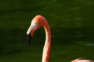 flamingo