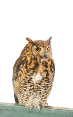 owl animal