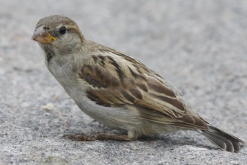 House Sparrow. 