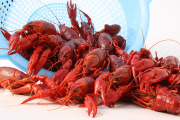 Schalentier- Krebse gekocht