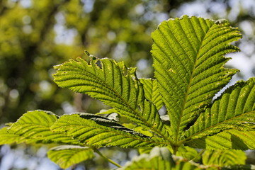 Feuilles de Caryer (Carya) blanches