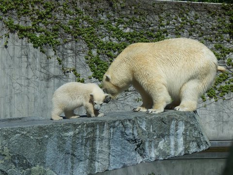 Ours polaire et son petit
