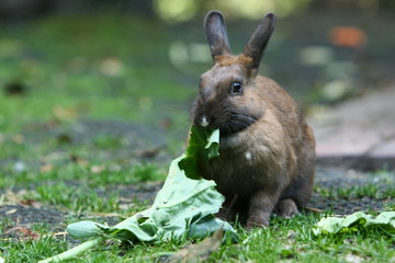 kaninchen