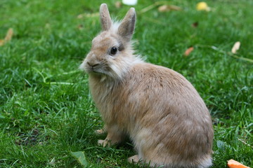 kaninchen