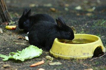 kaninchen © Petra Kohlstädt