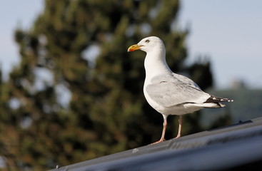 Goéland argenté (Larus argentatus)
