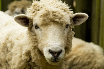 Classy Sheep