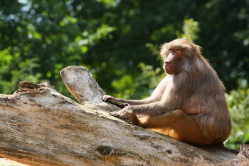 Obraz premium pavian