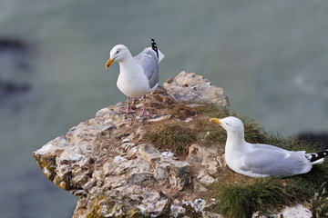 Goéland perché sur une falaise – Haute-Normandie
