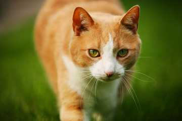 Orange tabby
