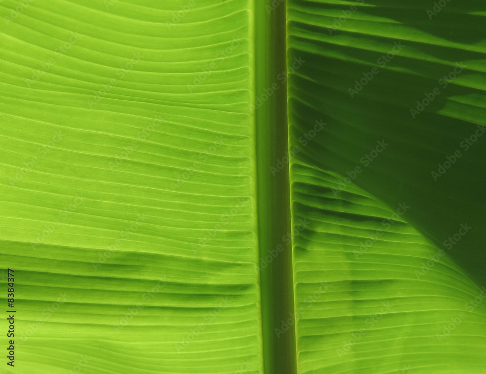 Wall mural Leaf close-up