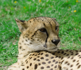 Cheetah over the grass background
