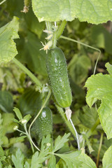 Green cucumber in hothouse