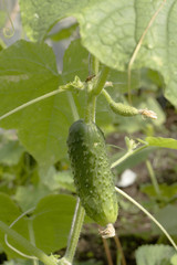 Green cucumber in hothouse