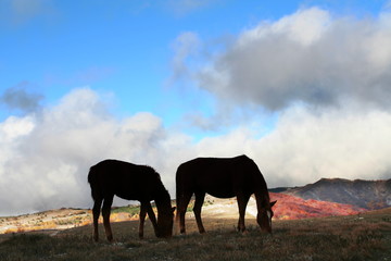 Horses