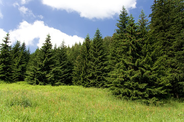 Meadow with spruce