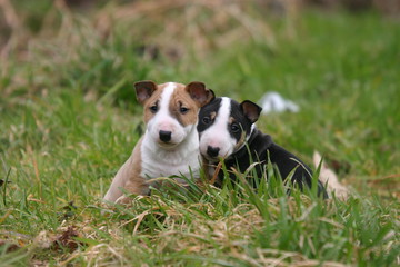 deux chiots  Berger Australien