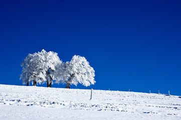 Winter 4