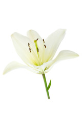 White lily on white.