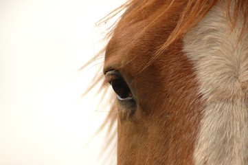 Eye of the horse