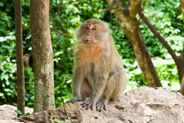 monkey sitting on the stones