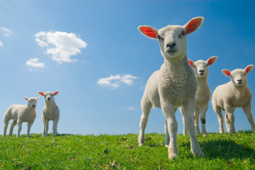 agneaux curieux au printemps