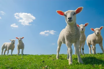Fond de hotte en verre imprimé Moutons agneaux curieux au printemps