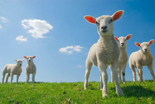 curious lambs in spring