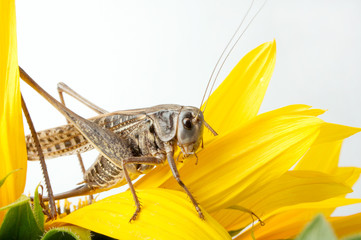 grasshoppers