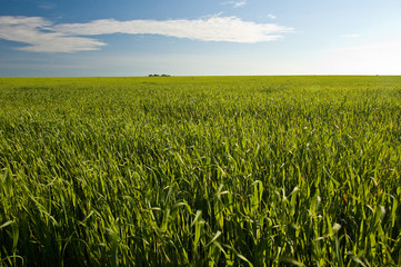 Fields at summer