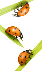 ladybugs on blades of grass