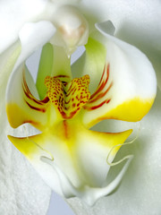 Orchidea bianca © beawolf