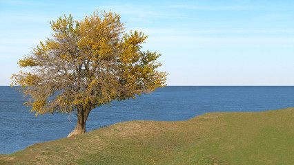 Fototapeta na wymiar Lonely tree on a coast of a sea