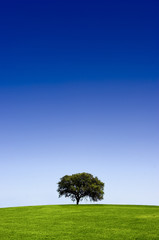 Fototapeta na wymiar Green landscape with a tree and a beautiful blue sky