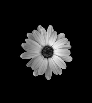 Fototapeta Black and white flower