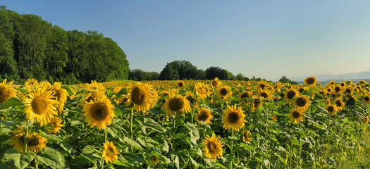 Obraz premium Champ de tournesols