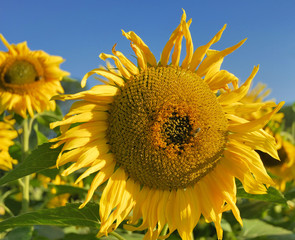 Naklejka premium Tournesol