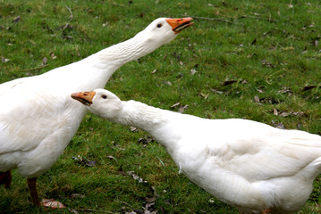 Weiße Gänse © Rita
