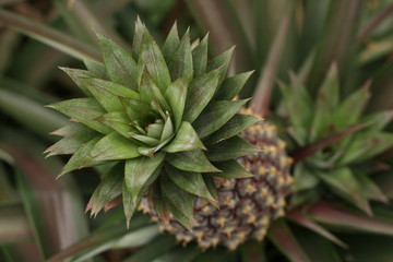 Soleil de flou d'ananas