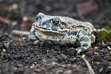 frog
