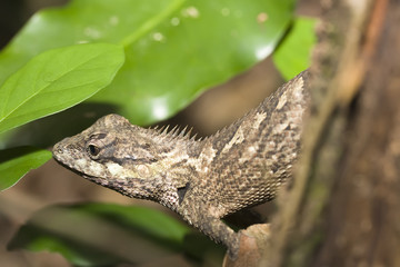 Lizard on the tree