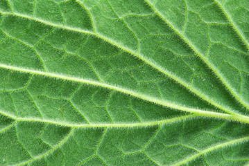 structure of leaf